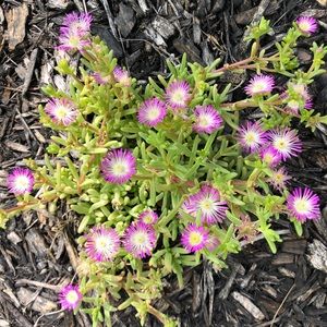 Meet your Posher, Jane